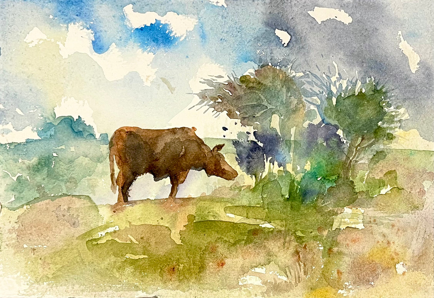 Cow, Waterhall Nature Reserve, Brighton.